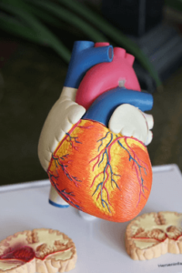 Как коэнзим-QH влияет на здоровье сердца
